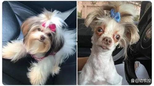 狗狗最新爆料视频播放大全,萌宠瞬间，笑料横生！