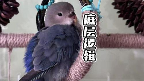 摸鸟视频在线观看,在线观看摸鸟视频,感受鸟类魅力瞬间 第2张 摸鸟视频在线观看,在线观看摸鸟视频,感受鸟类魅力瞬间 第2张